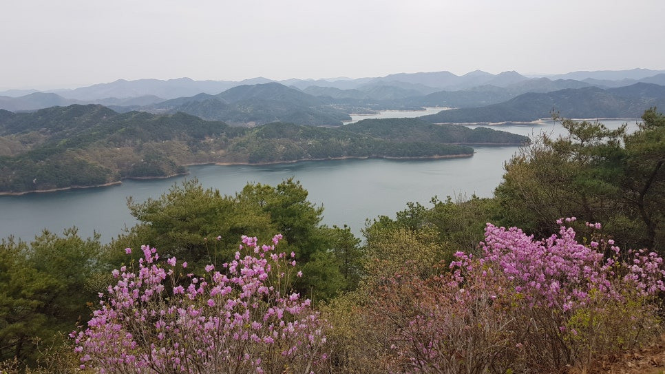 봄이화 이미지