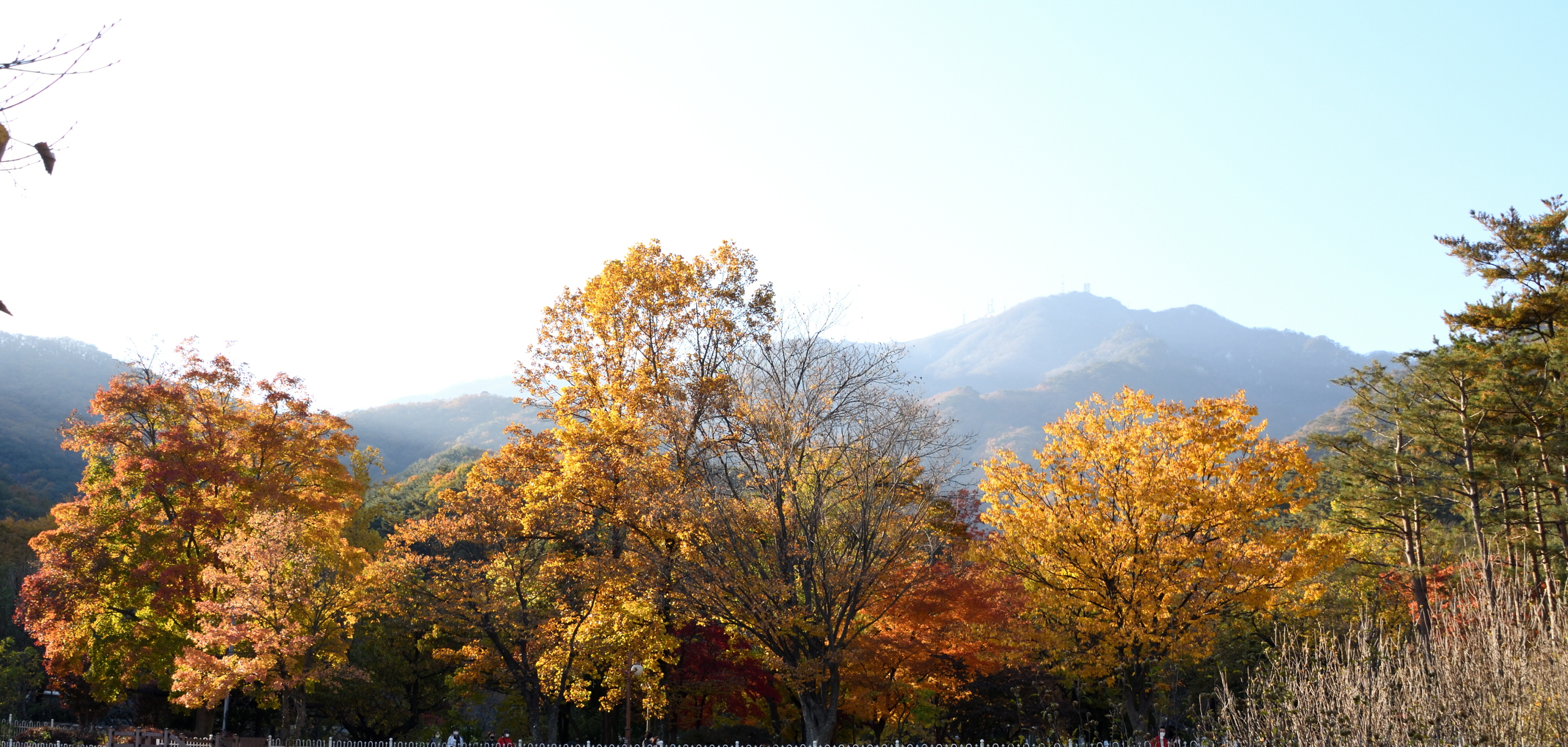 용문사 이미지