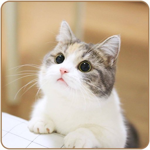 양이네 이미지
