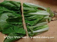 열무 이미지