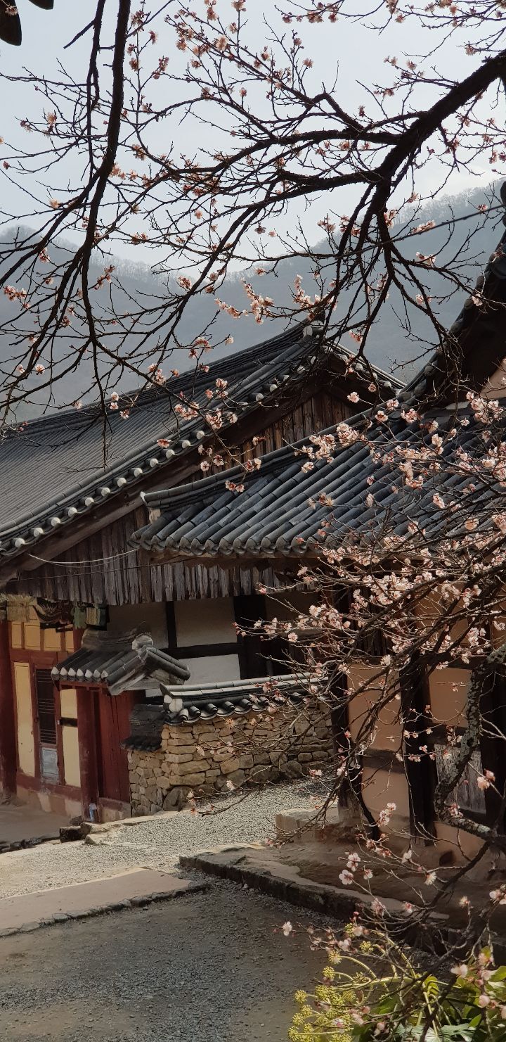 선암사 이미지
