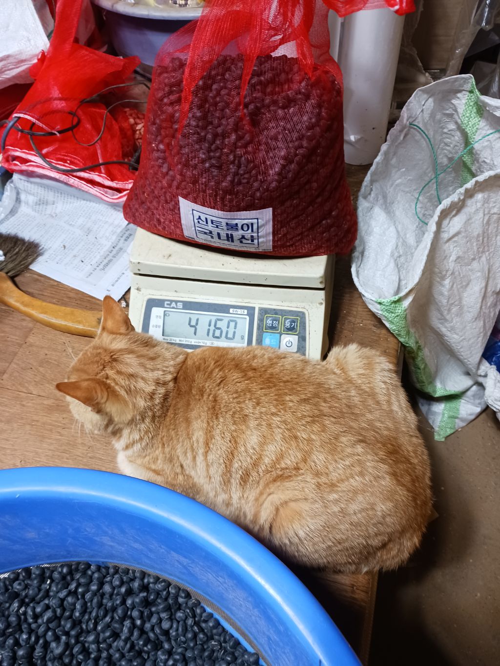두이두이 이미지