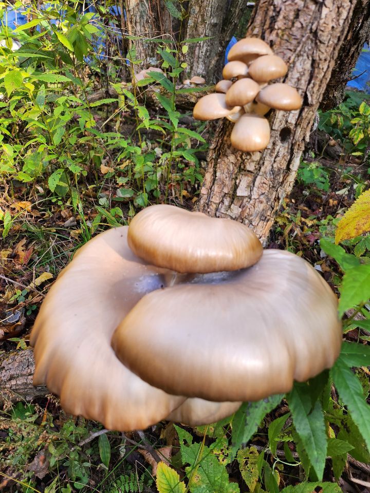 산당 이미지