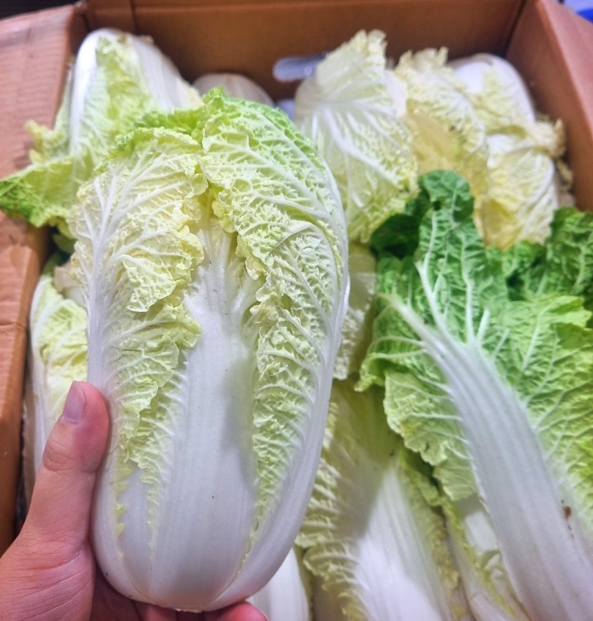 알배기 이미지