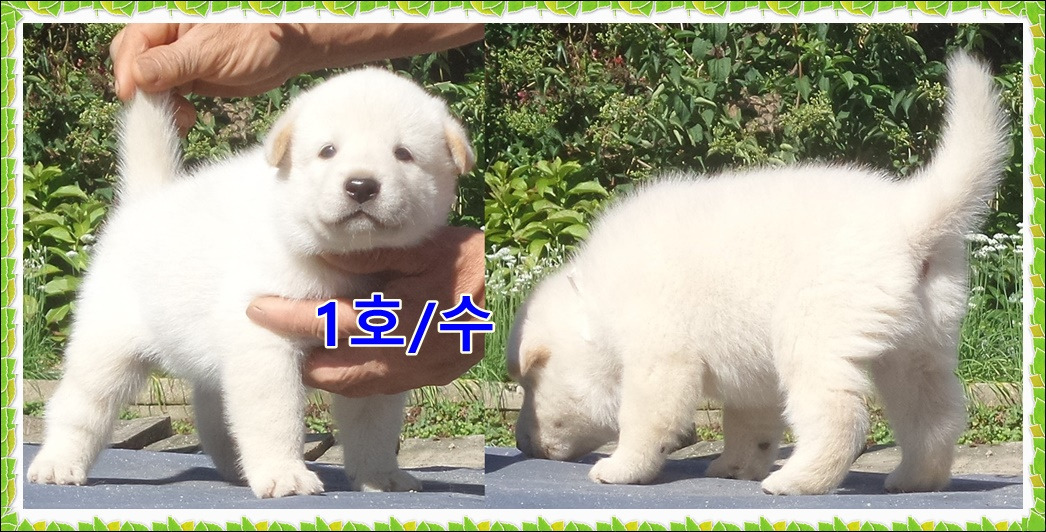 보화 이미지