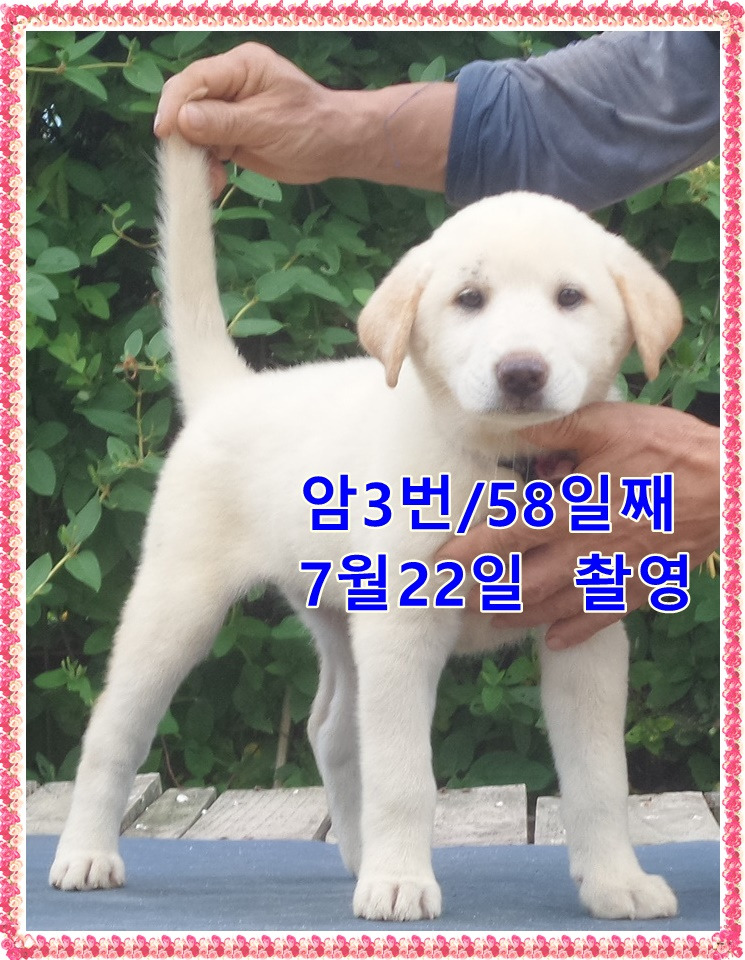 백구 이미지