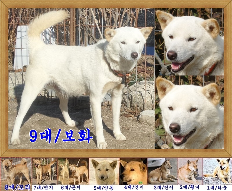 보화 이미지