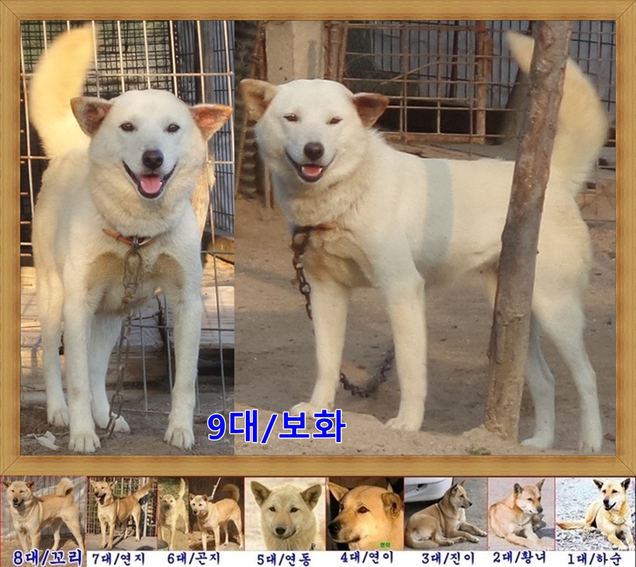 보화야 이미지