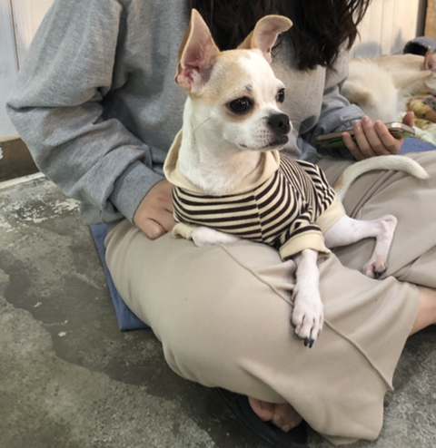 두두 이미지