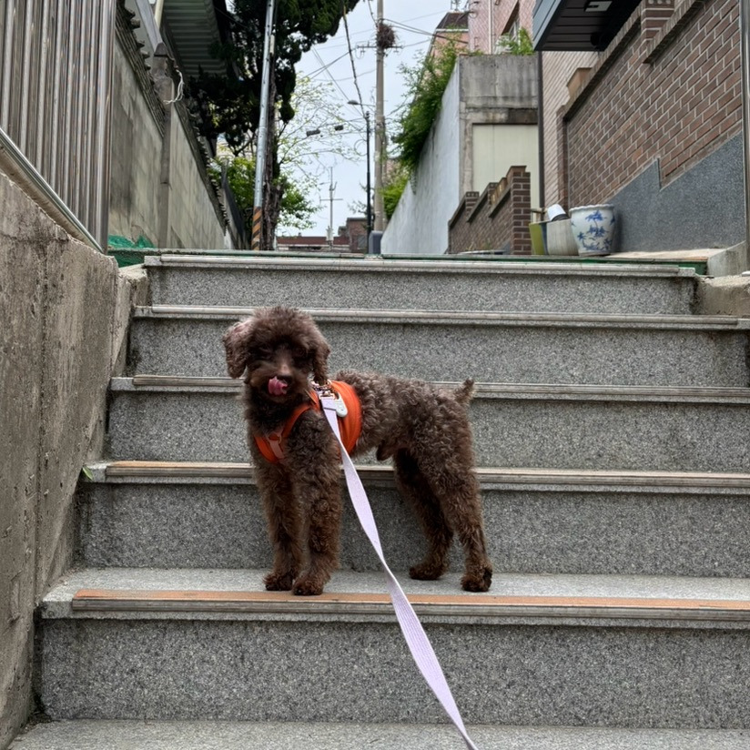 돌콩이네 이미지