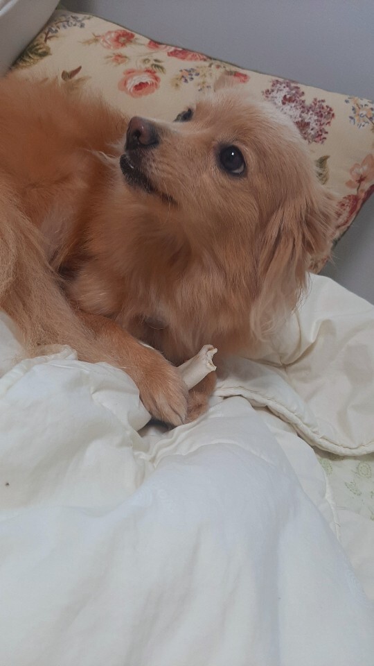안녕라떼 이미지