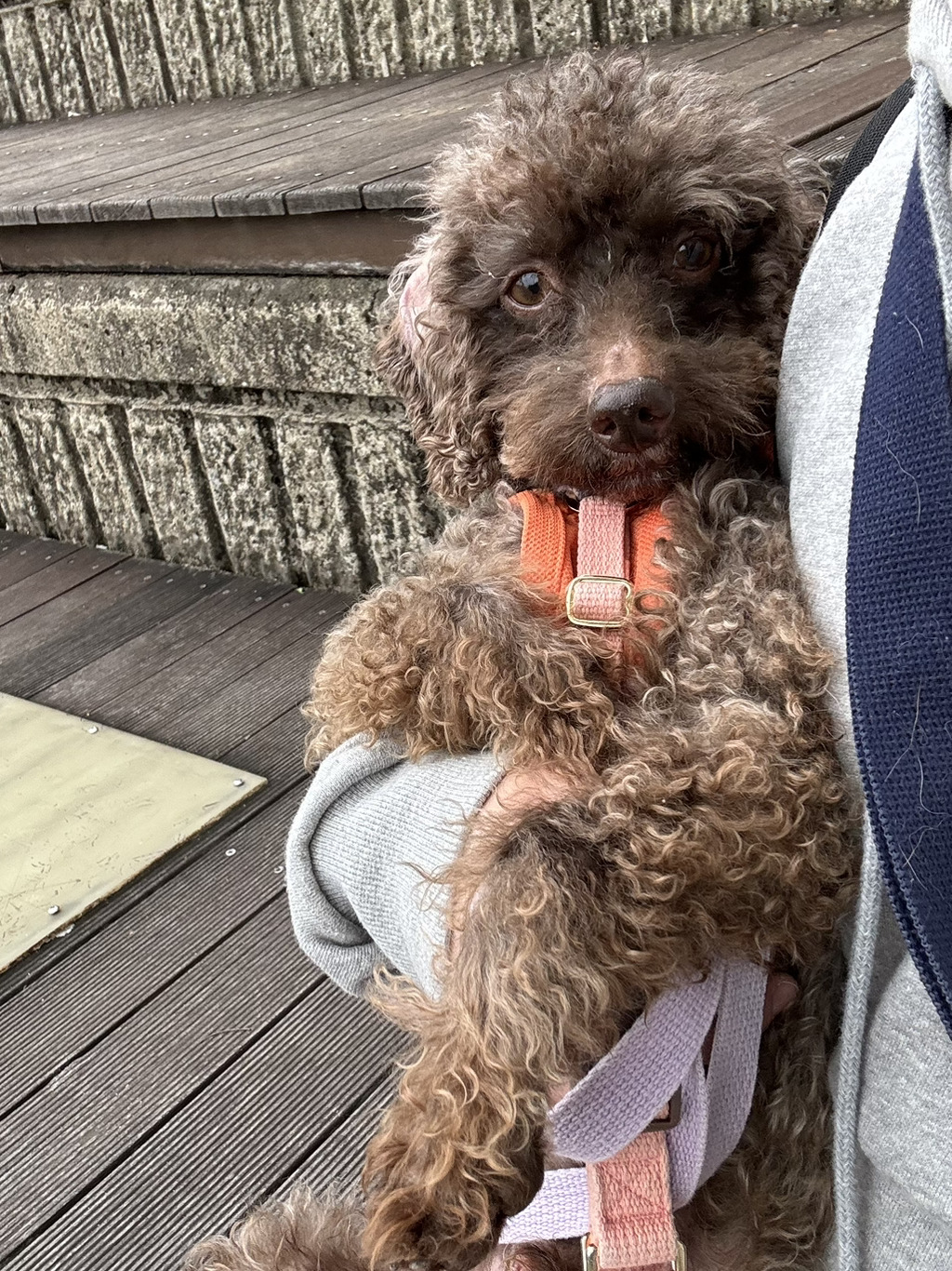 돌콩이네 이미지