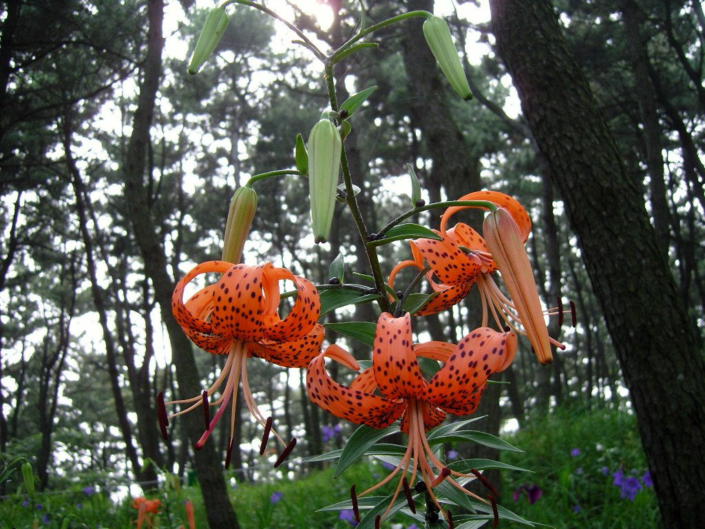 참나린 이미지