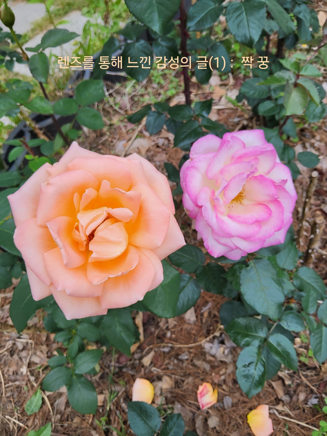 짝꿍 이미지