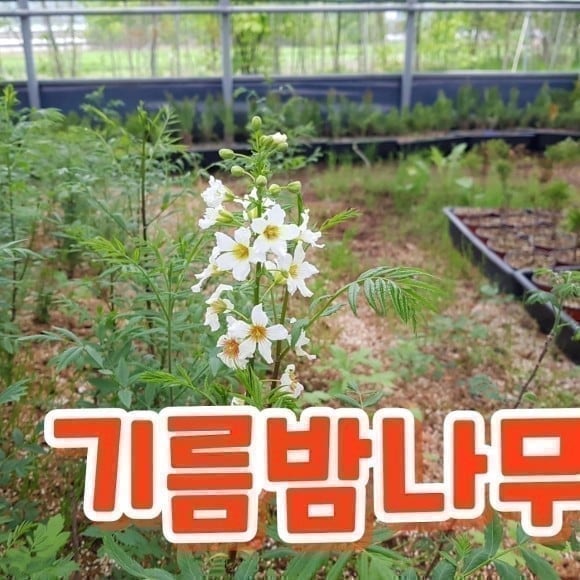 블루엔젤 이미지