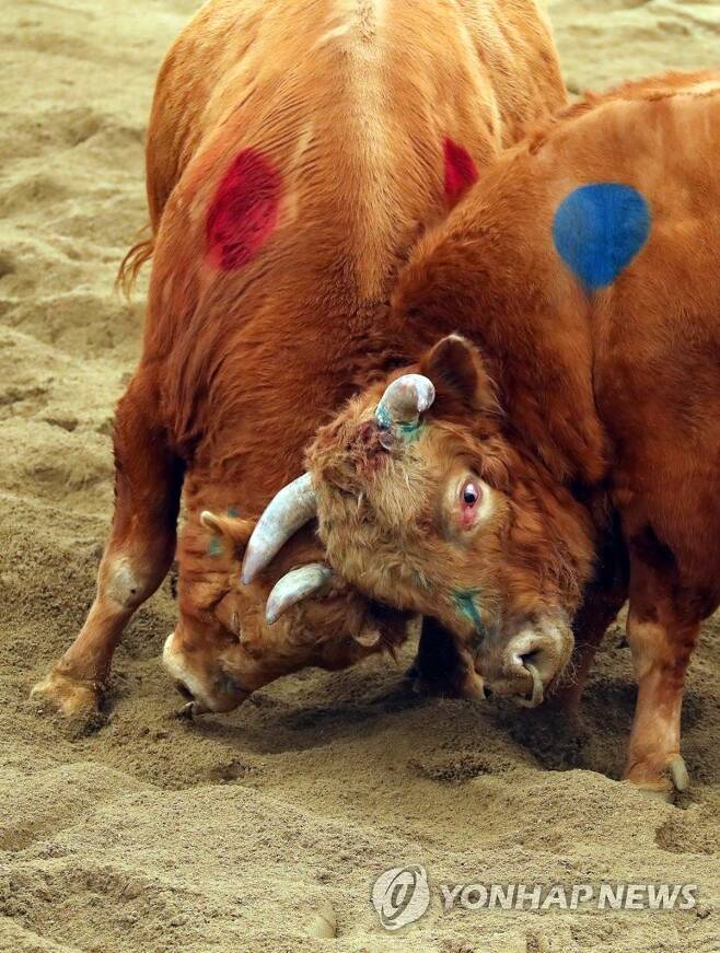 소싸움 이미지
