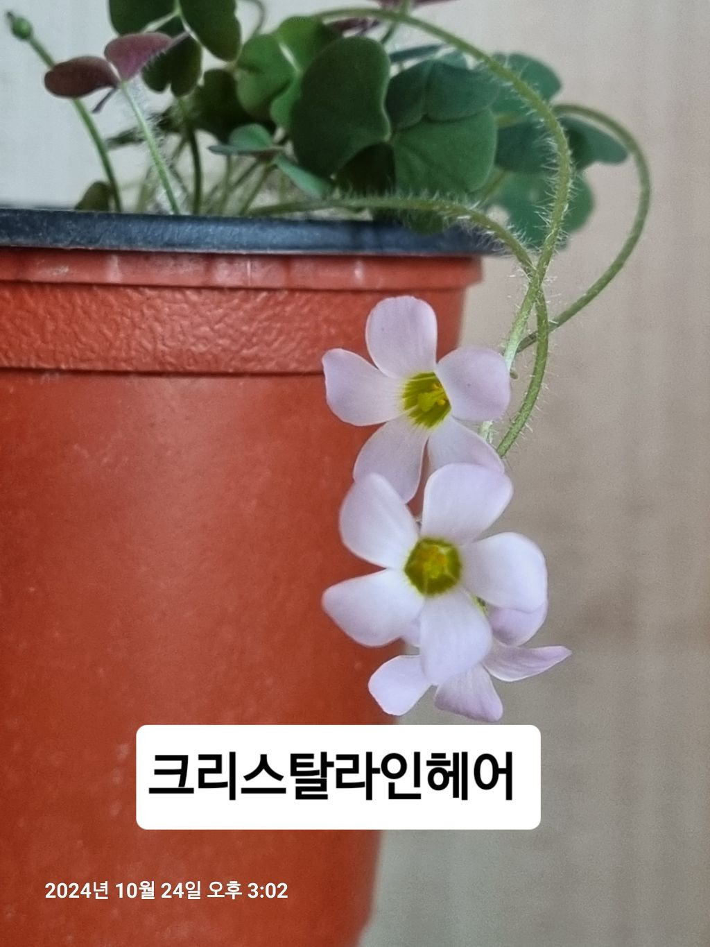 크리스탈-라인 이미지