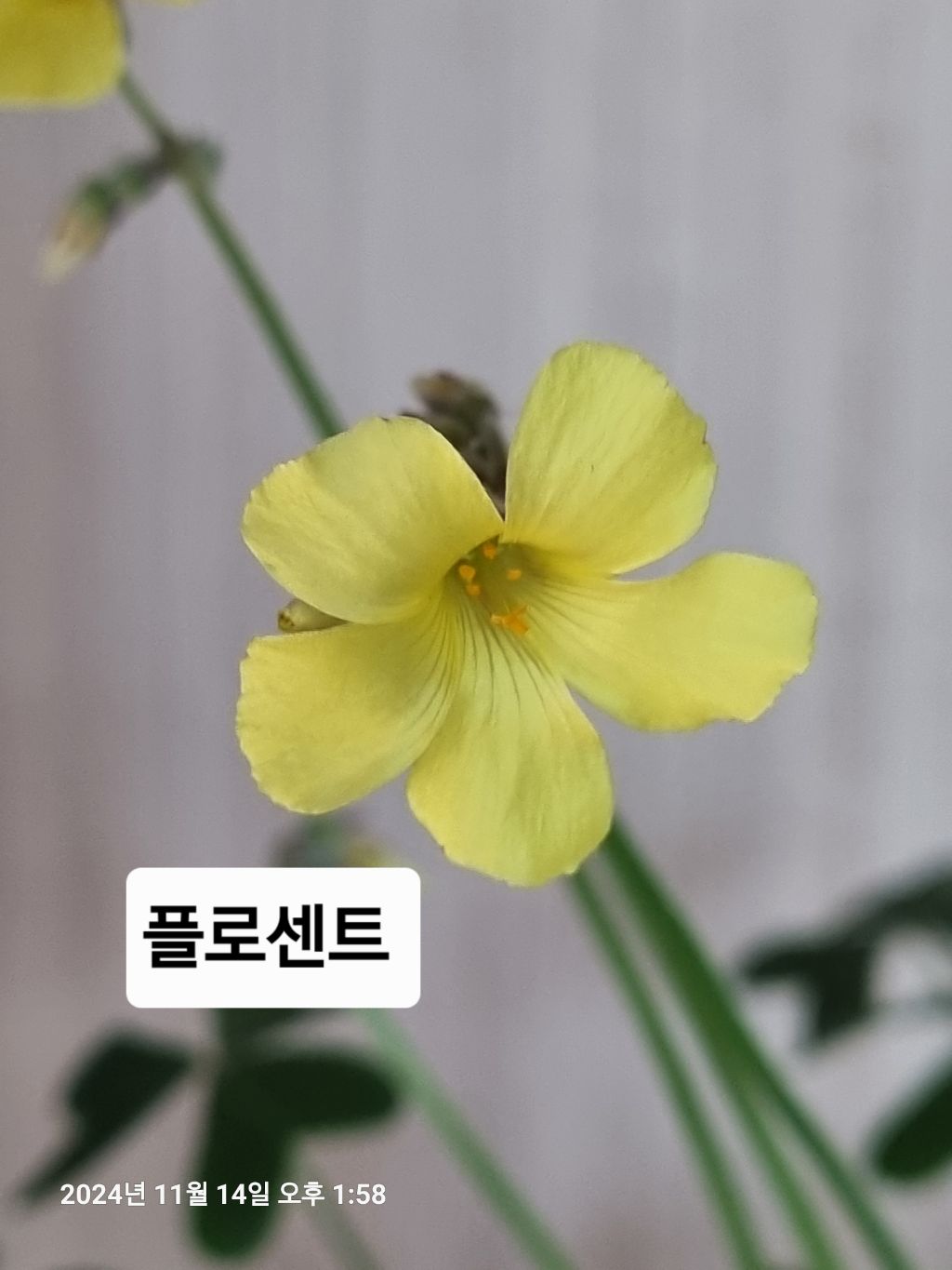 플로센트 이미지