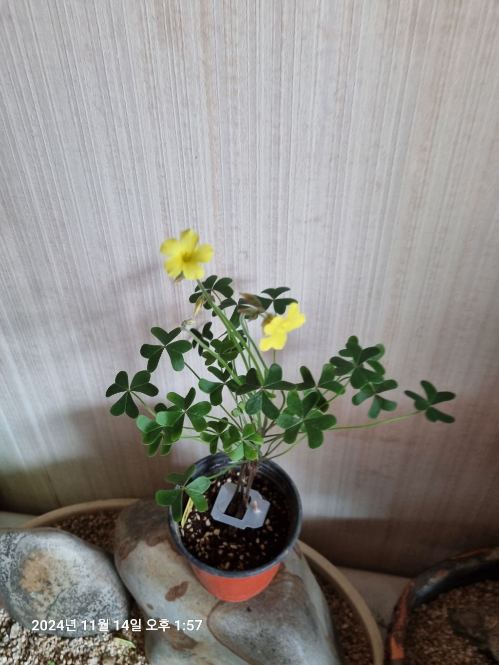 플로센트 이미지