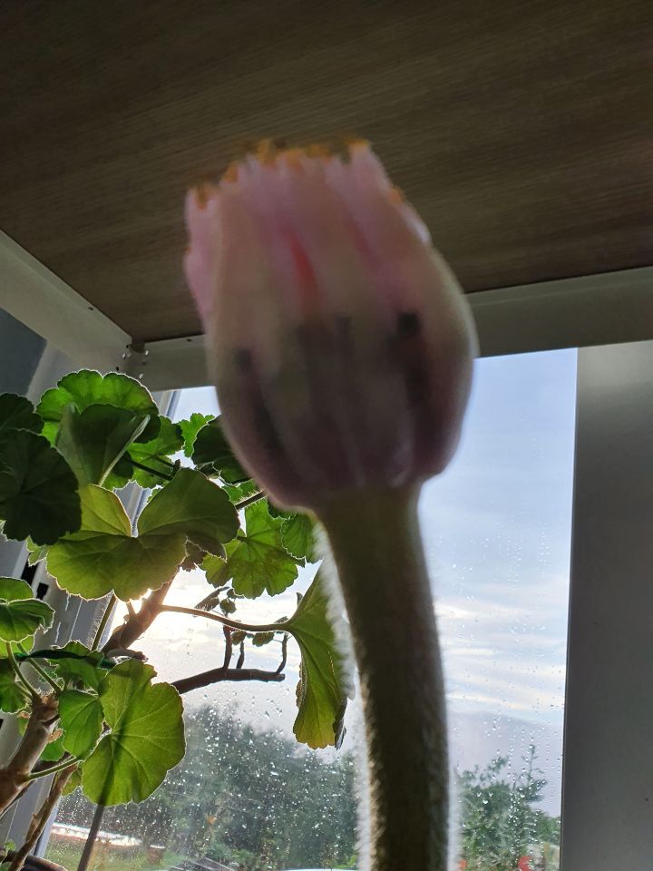 헤만 이미지