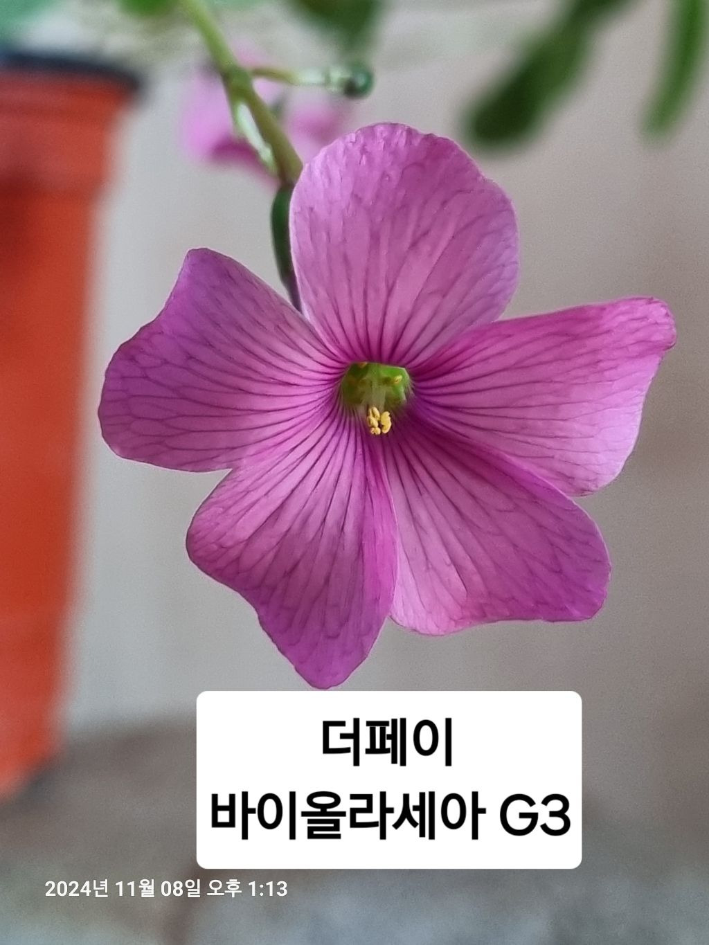 더페이 이미지