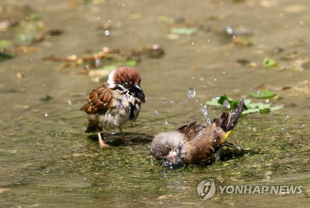 왕눈이 이미지