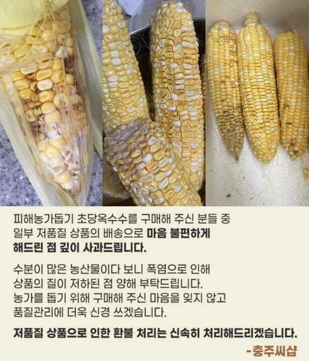 초당김밥 이미지