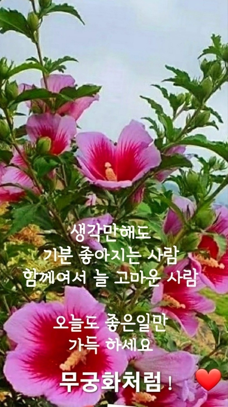 하네 이미지