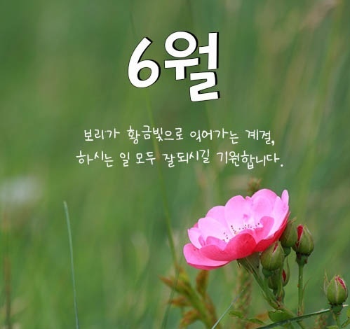 풀향 이미지