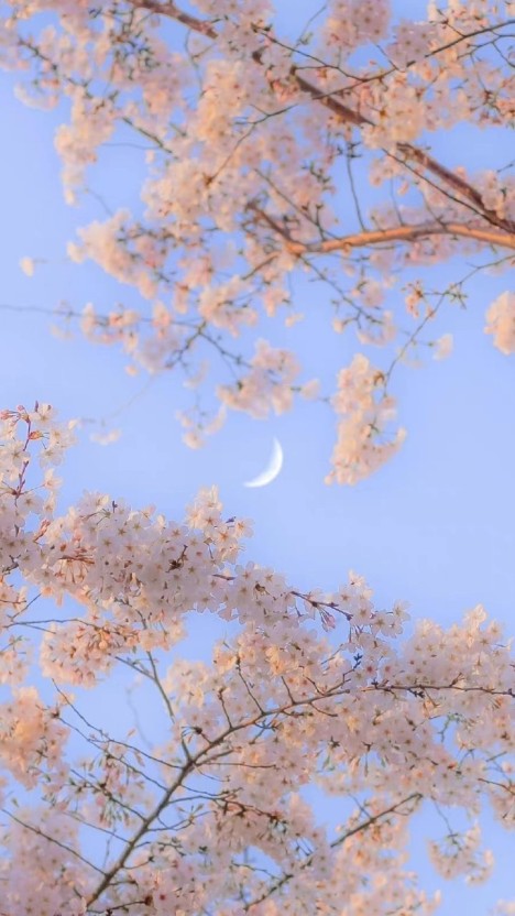 세라비 이미지