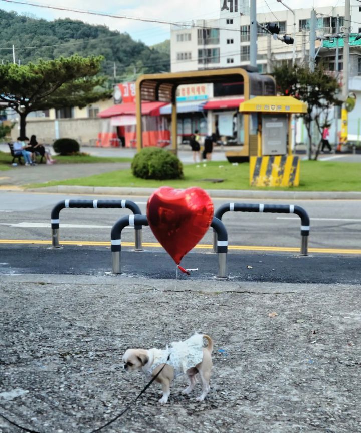 풍선천국 이미지