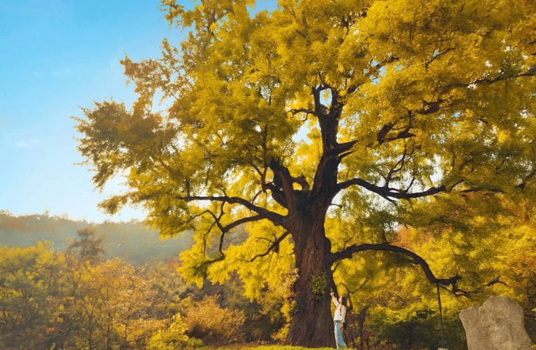 천과나무 이미지