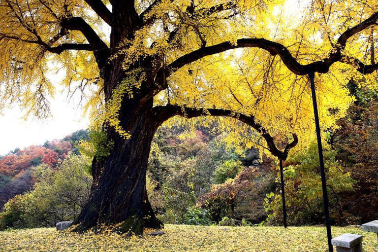 천과나무 이미지