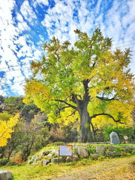 천과나무 이미지