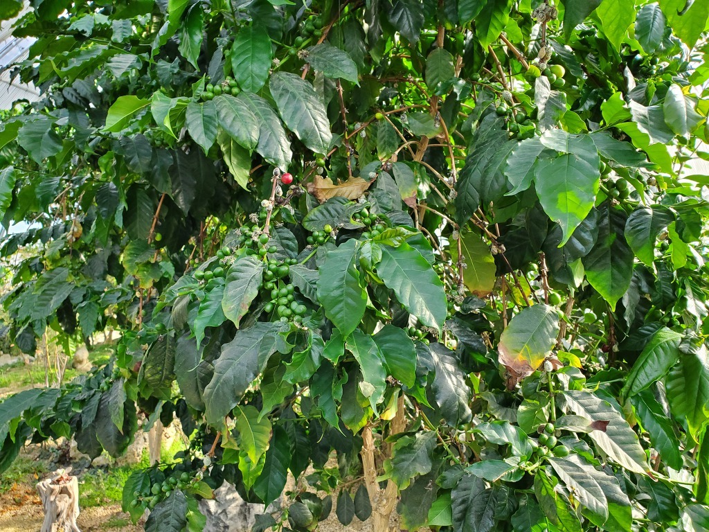 완산(완주) 이미지