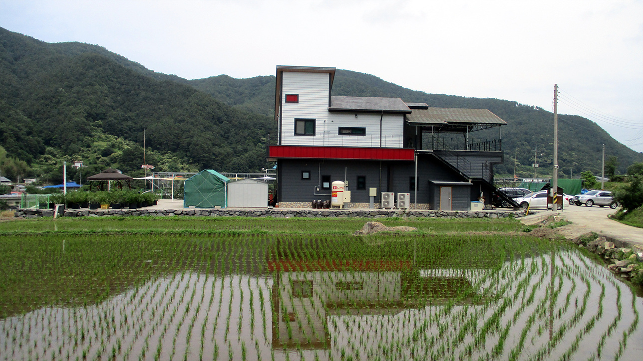 지리산황금나무 이미지