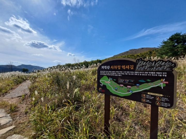 사자평 이미지