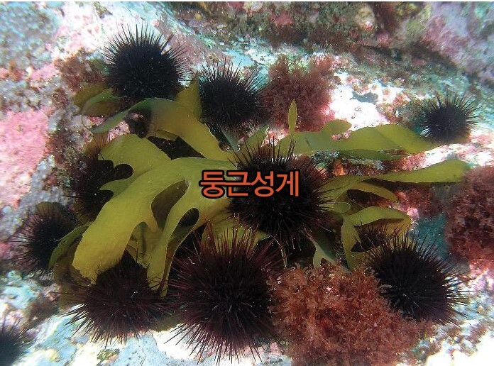 Daum 카페