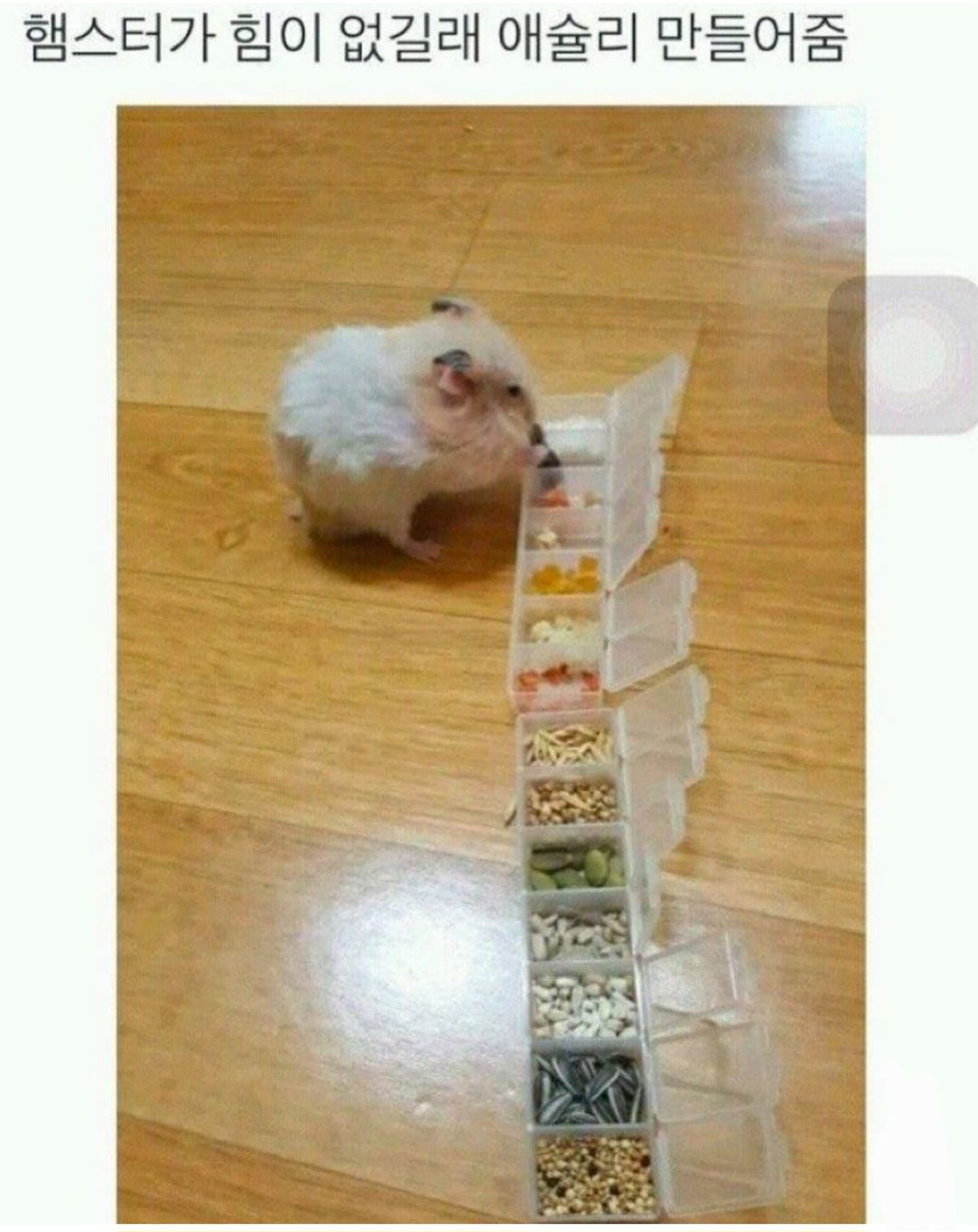 슐리 이미지