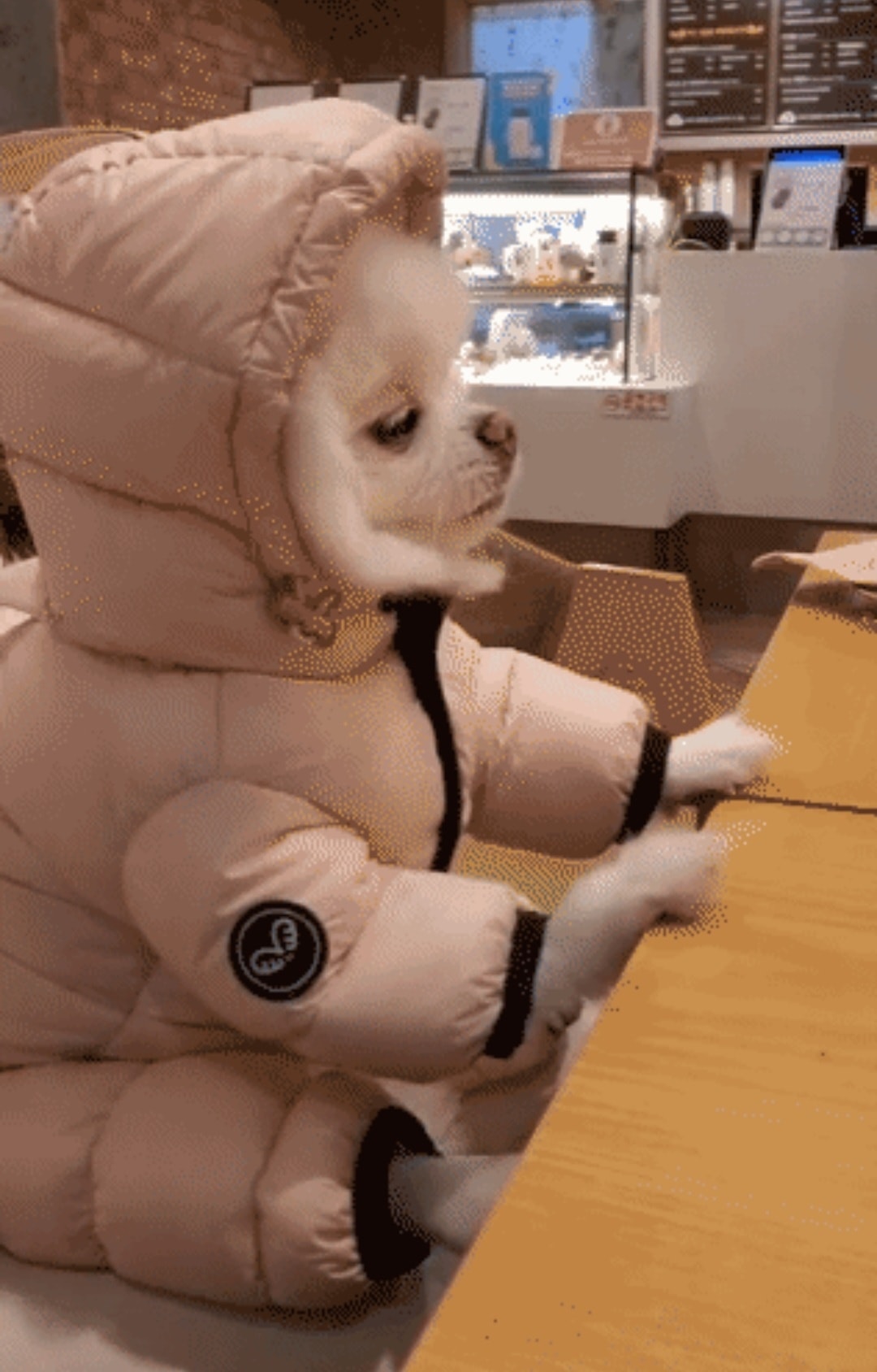 카페조에 이미지