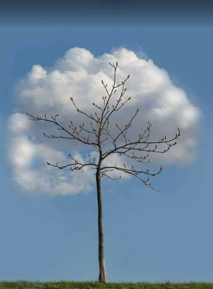구름나무 이미지