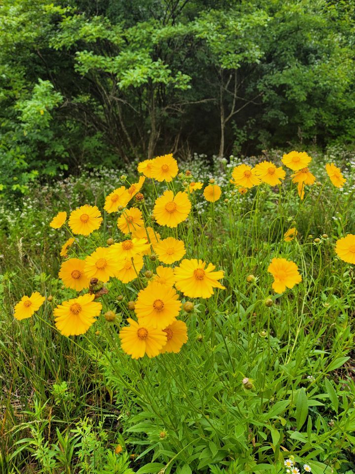 덕수산과 장미산 - 명산산행 산행기/포토샵 - 뫼솔산악회 / 뫼솔트레킹 덕수산과 장미산