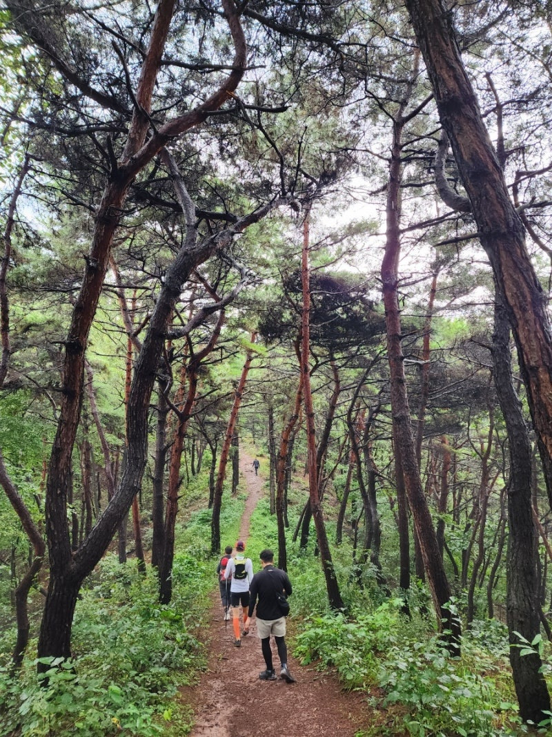 미르코스 이미지