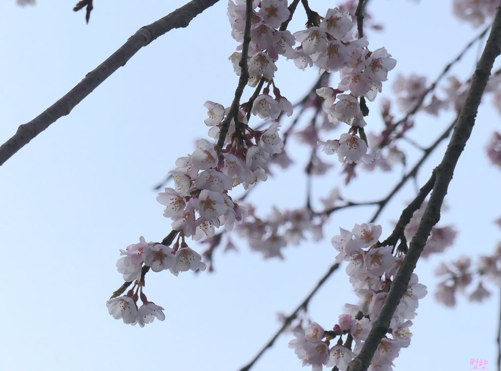 나산 이미지