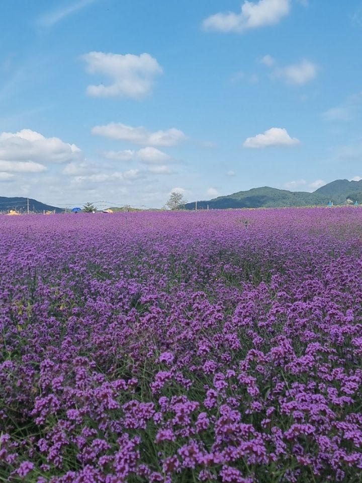 솔체 이미지
