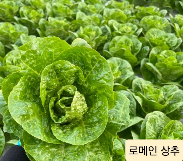 유럽샐러드 이미지