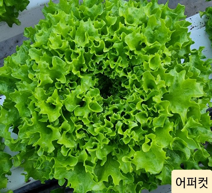 유럽샐러드 이미지