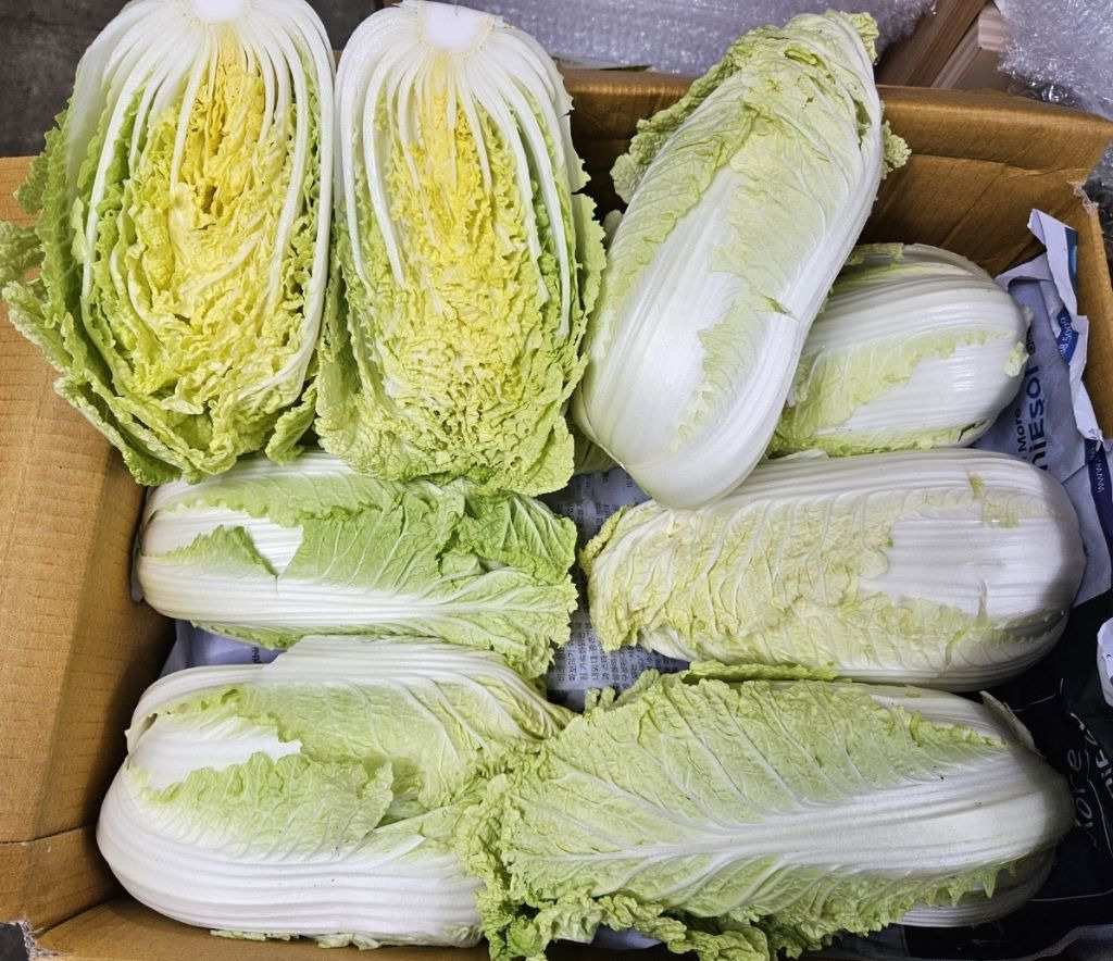 알배기 이미지