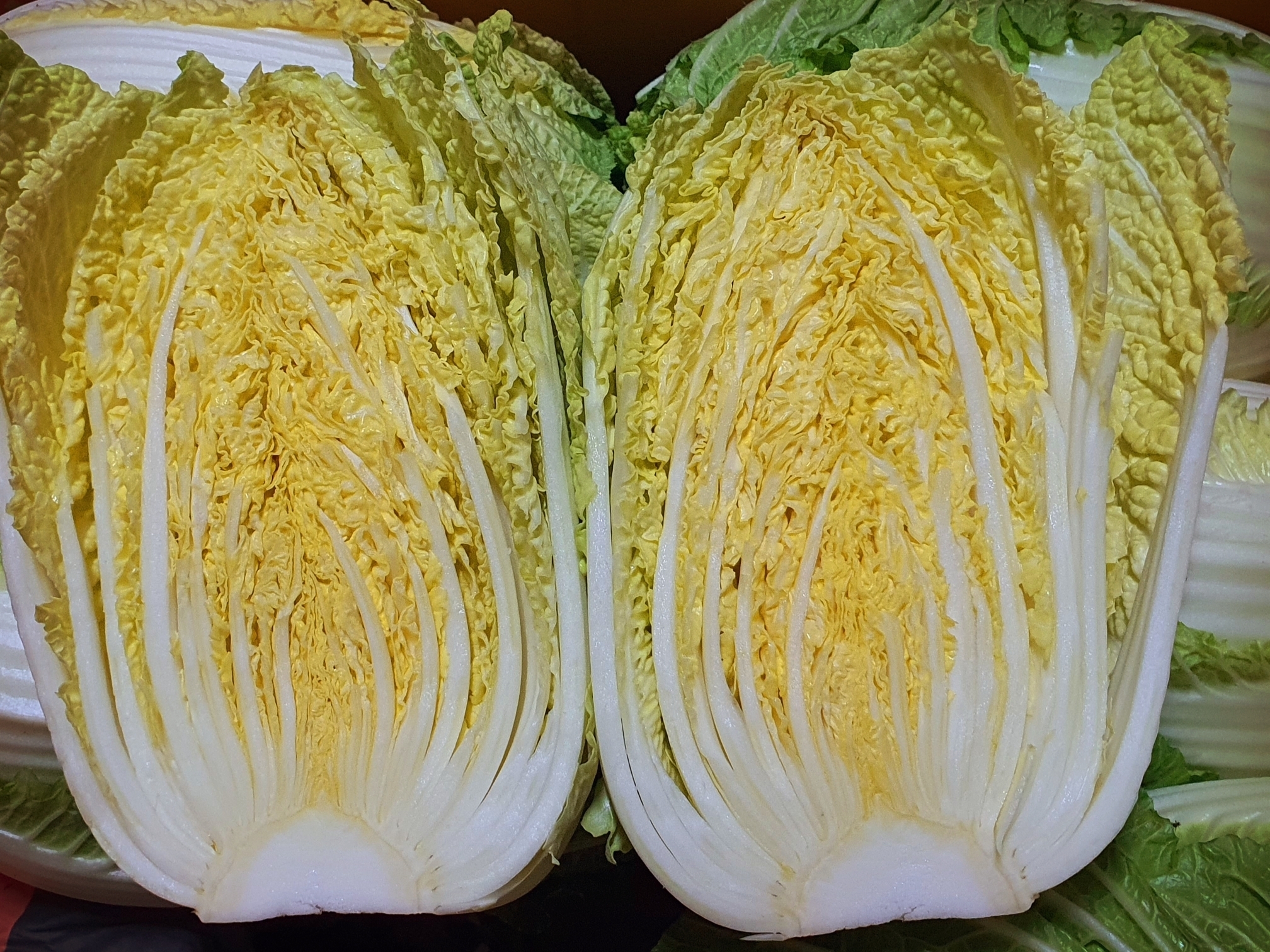 알배기 이미지