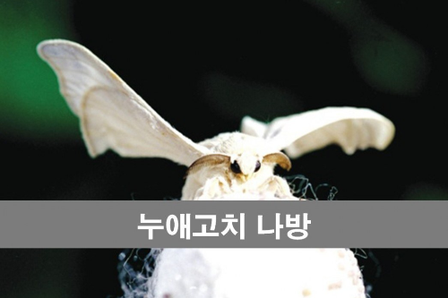 누애고치 이미지